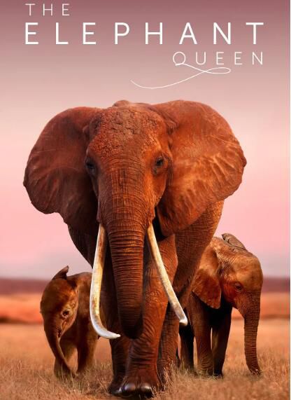 2018高分紀錄片《大象女王》切瓦特·埃加福.英語中英雙字