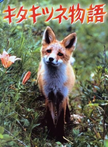 電影 狐貍的故事/北狐物語(1978) 日本經典感人紀錄片 DVD收藏版