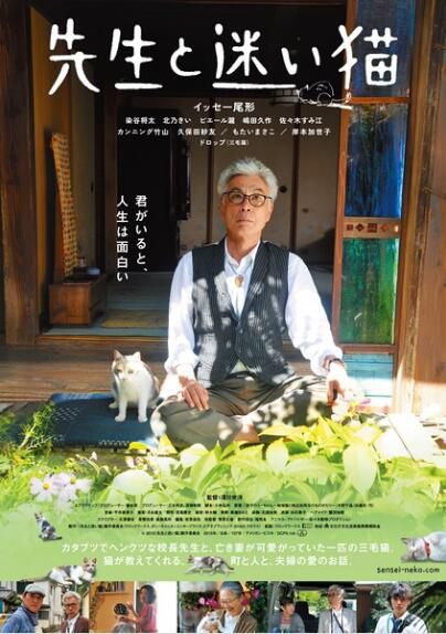 日本貓咪電影 先生與迷路貓/老師與流浪貓 DVD收藏版